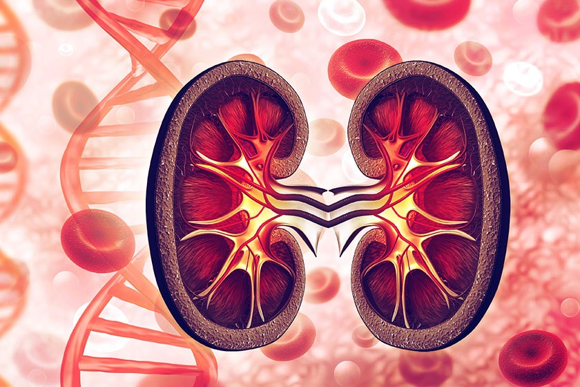 transplantacziya-pochki